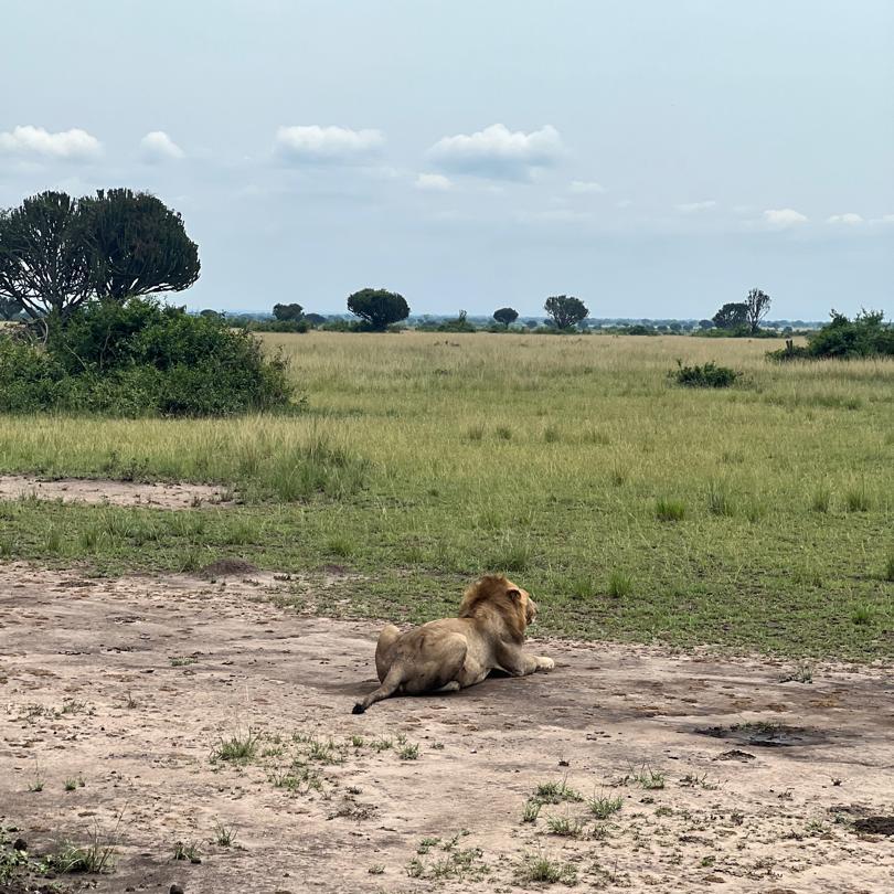 3Days Kidepo valley National park Fly-in safari.