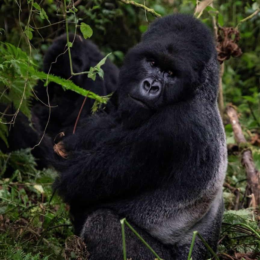 3 Days Volcanoes NP Gorilla Safaris-Rwanda