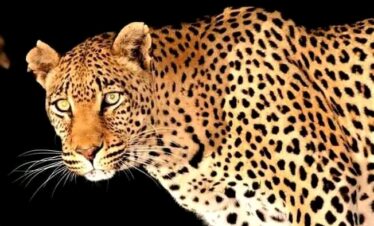 safaris