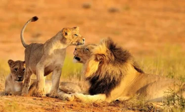 Days Tanzania Wildlife Safaris
