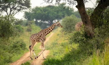 Uganda Wildlife and Cultural