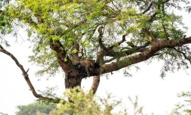 Uganda Wildlife and Cultural1