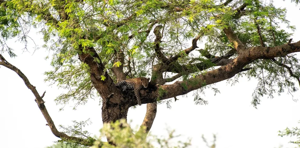 Uganda Wildlife and Cultural1