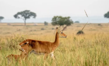 Uganda Wildlife and Cultural1