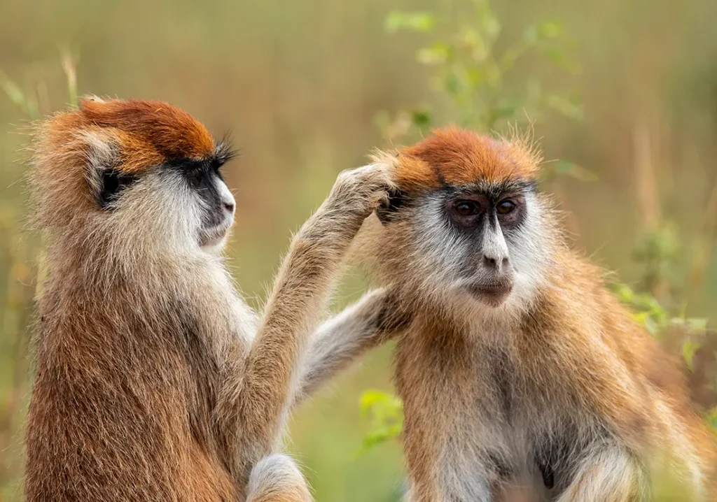 Uganda Wildlife and Cultural1