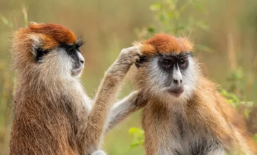 Uganda Wildlife and Cultural1