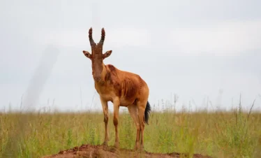 Uganda Wildlife and Cultural1