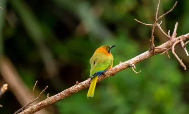 Uganda Wildlife and Cultural1