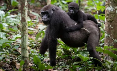 5 DAYS CONGI SAFARISAND KARISIMBI HIKE