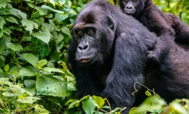 5 DAYS CONGI SAFARISAND KARISIMBI HIKE