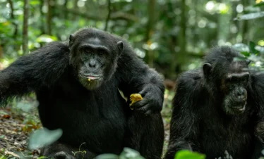 gorilla trekking in Uganda