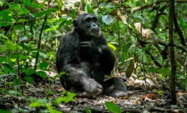 gorilla trekking in Uganda