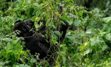 gorilla trekking in Uganda