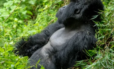 gorilla trekking in Uganda