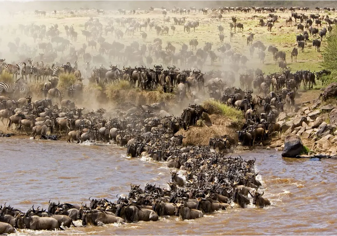 Masai Mara Great Migration Tour and Culture